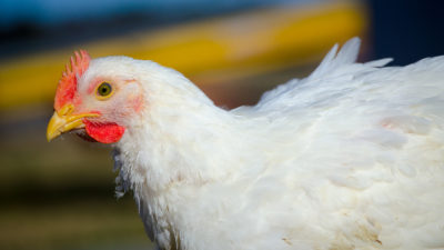 Ross broiler in profile