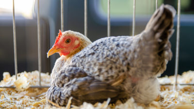 chicken sitting on shavings